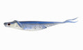 Nomad Design Cobra Shad Soft Plastic Minnow 4 Pack, with Adjusta-Ball Tungsten Weights, Fishing Lure - color: Blue Back Herring