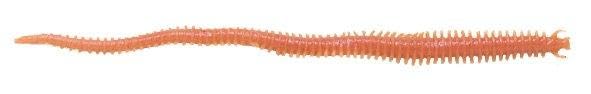 Berkley Gulp! Sandworm Saltwater Fishing Soft Bait, Camo, 2in, Green
