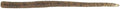 Z-MAN Finesse WormZ 4 Inch Soft Plastic Worm - style: Pumpkin