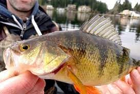 2" Spring Shad Multi Jointed Swimbait Bass Fishing Lure Bait Hard Slow Fast Sinking Life Like Big Gizzard Shad Minnow Bluegill