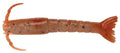 Berkley Gulp! Shrimp Saltwater Fishing Soft Bait - color: New Penny, size: 2"
