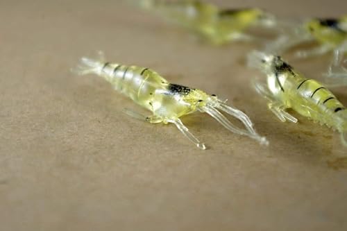 10 Pcs Soft Shrimp Bait Fishing Gear Simulation Fake Bait Grass Shrimp Lures Cost-Effective Convenient Soft Lures, Baits and Attractants（4cm）