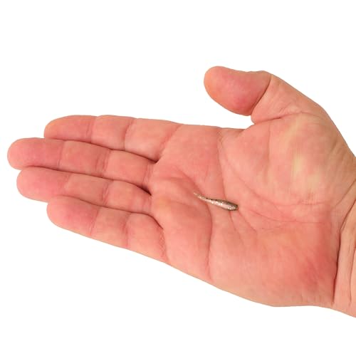Berkley PowerBait Minnow Fishing Soft Bait, Chartreuse Shad, 3in - color: Chartreuse Shad, size: 3" (15 Count)