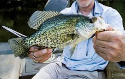 2" Spring Shad Multi Jointed Swimbait Bass Fishing Lure Bait Hard Slow Fast Sinking Life Like Big Gizzard Shad Minnow Bluegill