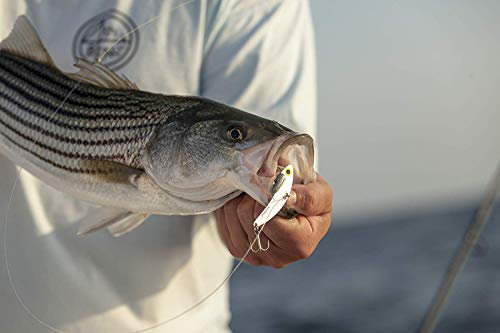 SteelShad - Mini Series (1/4 oz) - 2 Pack - Lipless Crankbait for Freshwater Fishing - Perfect for Ice Fishing, Pan Fishing, Crappie, Walleye and Bass - color: Kentucky Shad