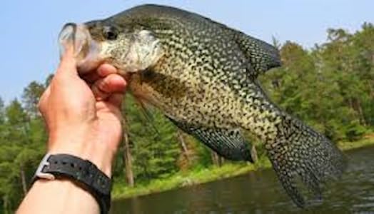 2" Spring Shad Multi Jointed Swimbait Bass Fishing Lure Bait Hard Slow Fast Sinking Life Like Big Gizzard Shad Minnow Bluegill