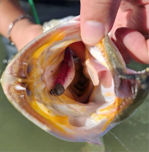 A.M. Fishing Curly Tail Jerkshad 4 Inch Soft Baits Garlic Infused,– 8 Pack – Saltwater & Freshwater Fishing Lures for Bass, Redfish, Snook, and Trout - color: Dragon Fruit
