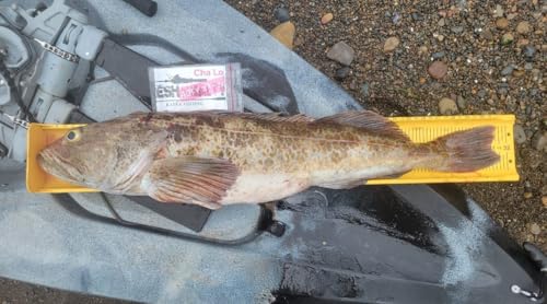 Ketch Karbonate Fish Measuring Board/Ruler - 32" - size: 32"