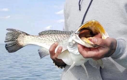A.M. Fishing Curly Tail Jerkshad 4 Inch Soft Baits Garlic Infused,– 8 Pack – Saltwater & Freshwater Fishing Lures for Bass, Redfish, Snook, and Trout - color: Texas Broach