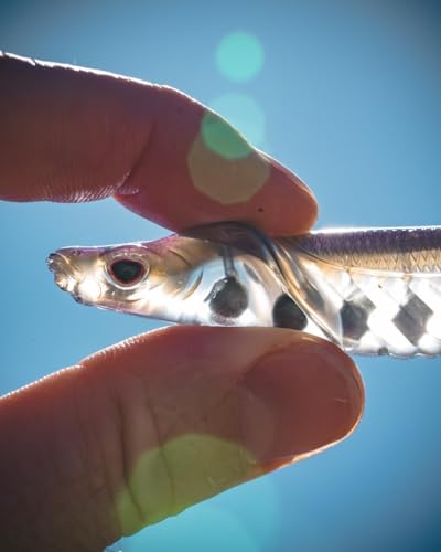 Nomad Design Cobra Shad Soft Plastic Minnow 4 Pack, with Adjusta-Ball Tungsten Weights, Fishing Lure - color: Blue Back Herring
