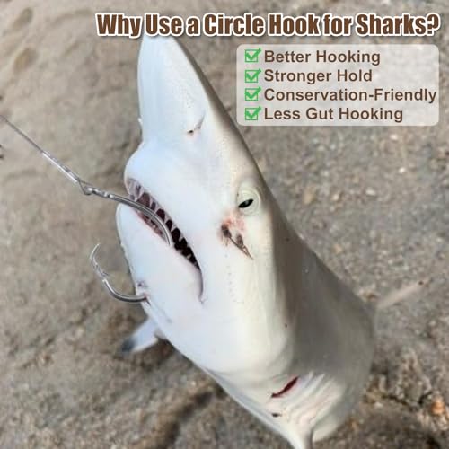 2 Pack Pre-Tied Shark Fishing Hook Rigs Heavy Duty Stainless Leader Wire and Big Game Circle Hooks 14/0 16/0 18/0 Ideal for Deep Sea Fishing Shark Tuna Halibut - size: 18/0 - 2 PCS