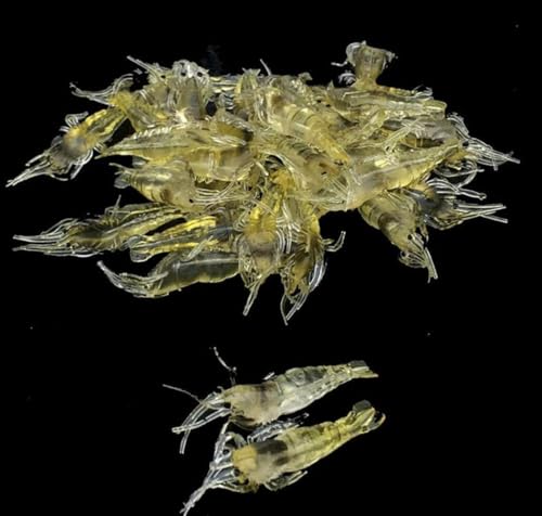 10Pcs Soft Artificial Shrimp Lures, Realistic 4cm Grass Shrimp Bait for Saltwater and Freshwater Fishing, Lifesize Design with Natural Action