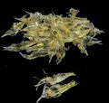 10Pcs Soft Artificial Shrimp Lures, Realistic 4cm Grass Shrimp Bait for Saltwater and Freshwater Fishing, Lifesize Design with Natural Action