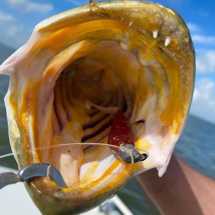 A.M. Fishing Curly Tail Jerkshad 4 Inch Soft Baits Garlic Infused,– 8 Pack – Saltwater & Freshwater Fishing Lures for Bass, Redfish, Snook, and Trout - color: Blood Diamond