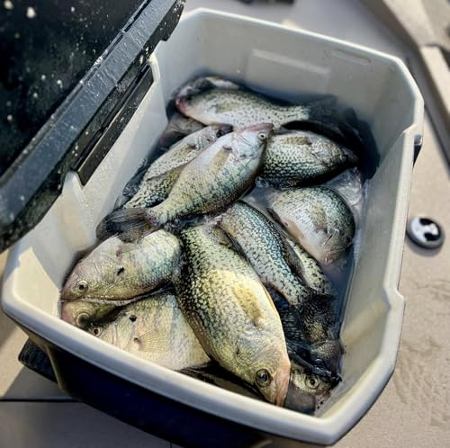 Bobby Garland Baby Shad 50-Count Bulk Pack - color: Threadfin Shad