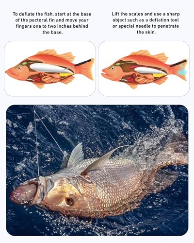 GOLDEN J Fish Venting Tool for Saltwater Fishing | Modular Design with Hidden Storage & Stainless Steel/Aluminum Build, Relieves Deep Sea Fish Pressure for Healthier Release - size: Medium
