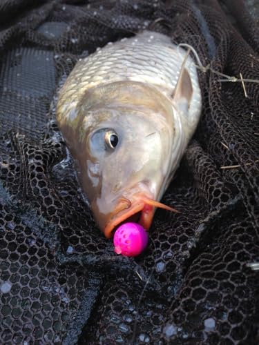 Karpela Bait Matrix Shell (Set of 4) – Protective Shell for Soft Bait & Liver – Turtle & Crawfish Resistant – Carp & Catfish Rig - color: Black, size: Small Hole