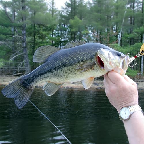 8Pcs Fishing Spoons with Rooster Tail Treble Hooks, Spinner Bait Kit for Bass Salmon Trout 3/16oz 3/8oz 1/2oz 3/4oz