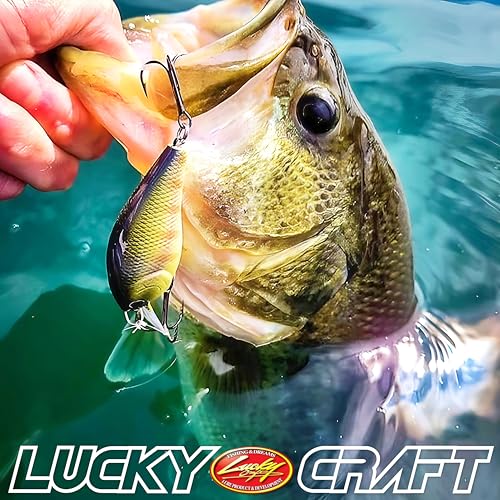 Lucky Craft LC 0.5 Squarebill Crankbait, Silent Fishing Lure for Bass Trout and Pike, Made in Japan, Freshwater Fishing Gear, Hard Bait Bass Lures - color: 176 Flake Flake Stripe Gill