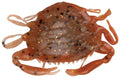 Berkley Gulp! Peeler Crab Saltwater Fishing Soft Bait - color: New Penny