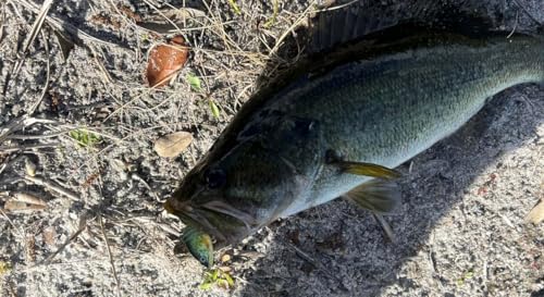 2" Spring Shad Multi Jointed Swimbait Bass Fishing Lure Bait Hard Slow Fast Sinking Life Like Big Gizzard Shad Minnow Bluegill