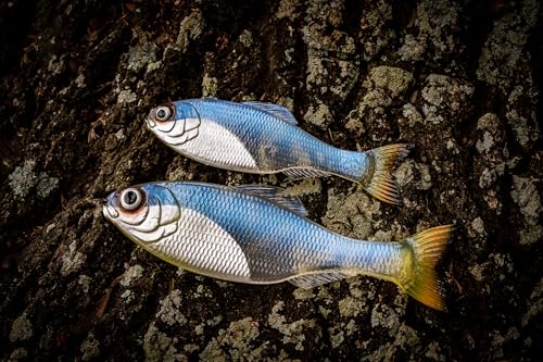 6th Sense - Panorama Sampler Pack - Multi-Size Soft Swimbait Bundle for Bass, Crappie, and Multi-Species Fishing
