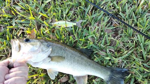 LITTMA Shiner Glide Slow Sinking Glide Baits, Subtle S-Curve Action Jointed Swimbait - Midwest, South Lakes, Rivers, Freshwater Lure for Bass, Trout, Pike - color: Ghost Bass
