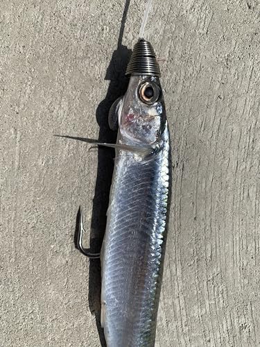 (5 Pack) Ballyhoo Rig Making Kit Bonus Chugger & Squid Skirt Included Saltwater Fishing Lures for Dolphin Mahi Tuna Wahoo Dorado and King Mackerel. Offshore Big Game Trolling Ballyhoo Fishing Rigs