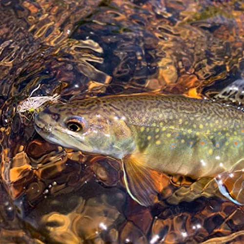 Nirvana Premium Fly Fishing Tippet Rings - 25 Rings on a Clip - Made in Japan - style: 2.5mm